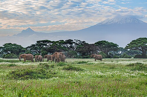 Elephants beneath the mountain
