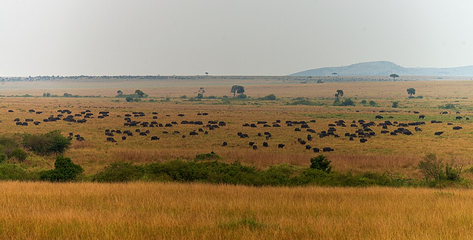 Buffalo herd on a misty Mara morning