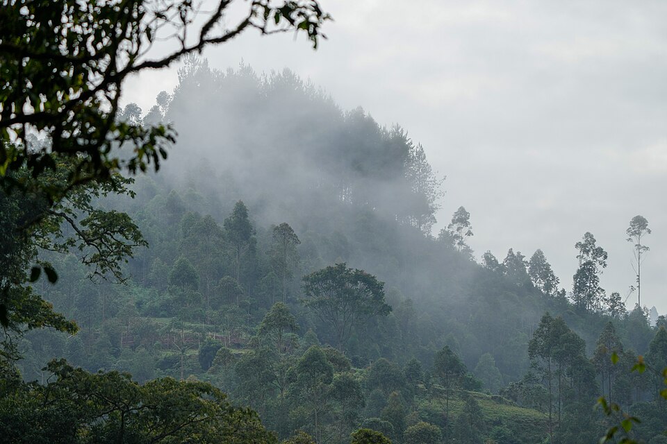 Mist rising over Bwindi Impenetrable Forest, Uganda