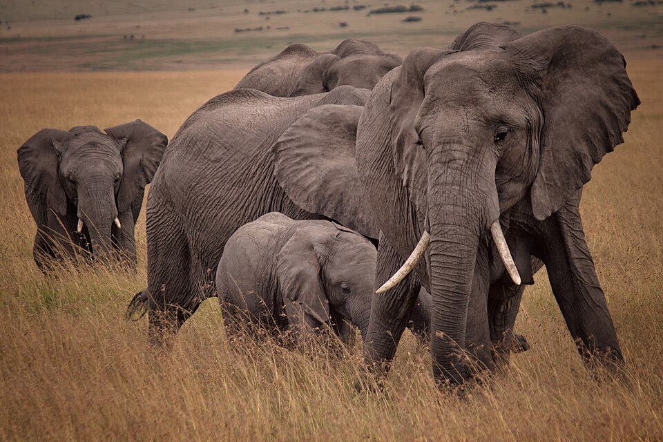 African elephants in the Maasai Mara