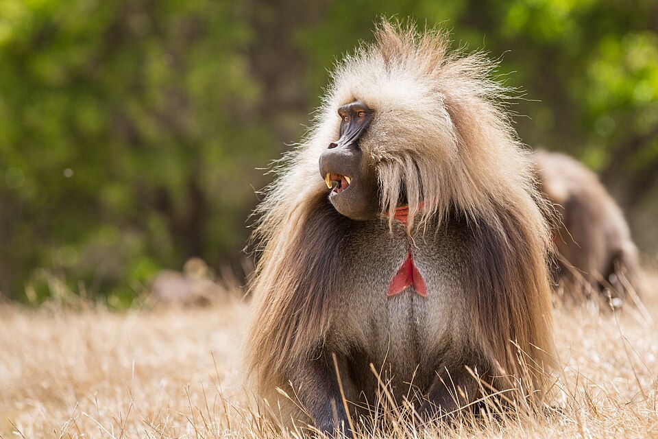 Male gelada in the Simien Mountains