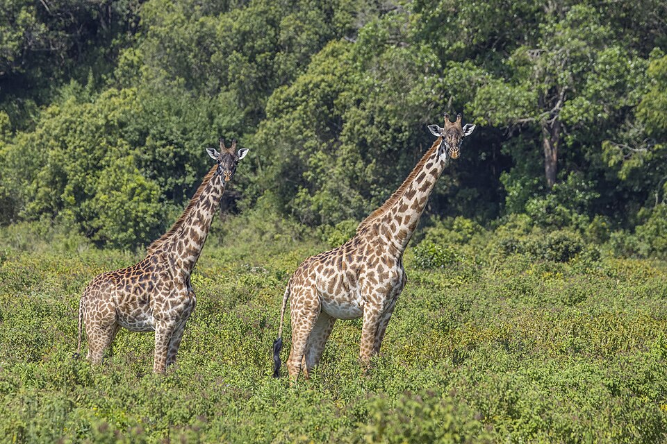 Masai giraffes in Arusha National Park
