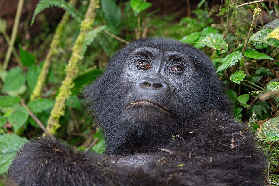 Mountain gorilla in Bwindi Impenetrable National Park