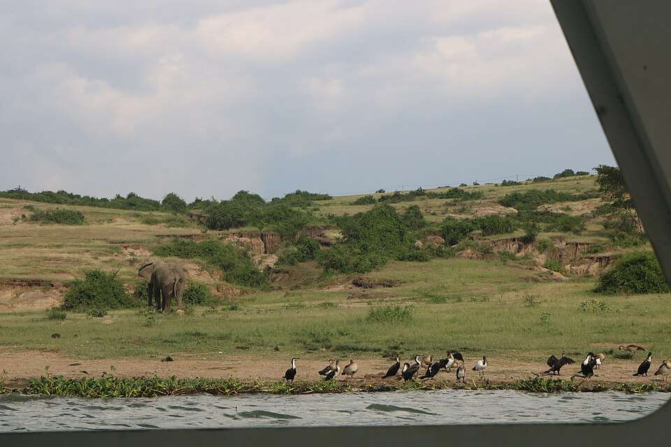 Wildlife on the banks of the Kazinga Channel