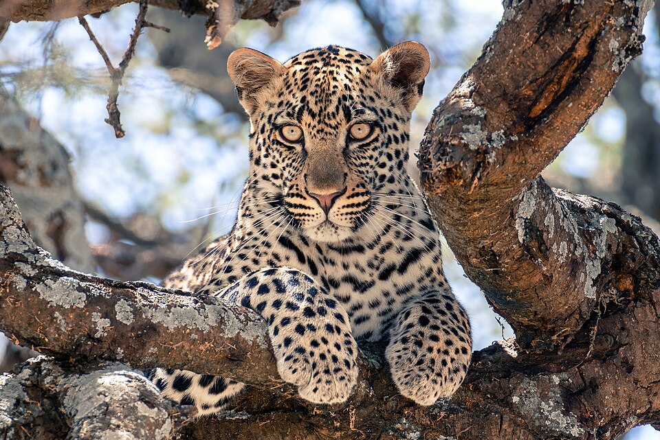 Young leopard in a tree, Serengeti