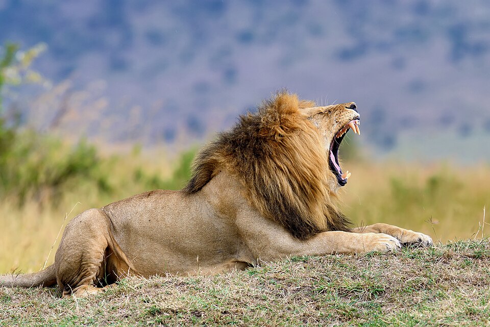Male lion in the Maasai Mara