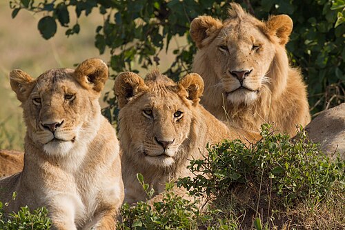 Pride at rest