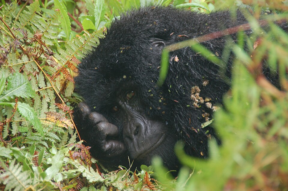 Mountain gorilla in Mgahinga Gorilla National Park
