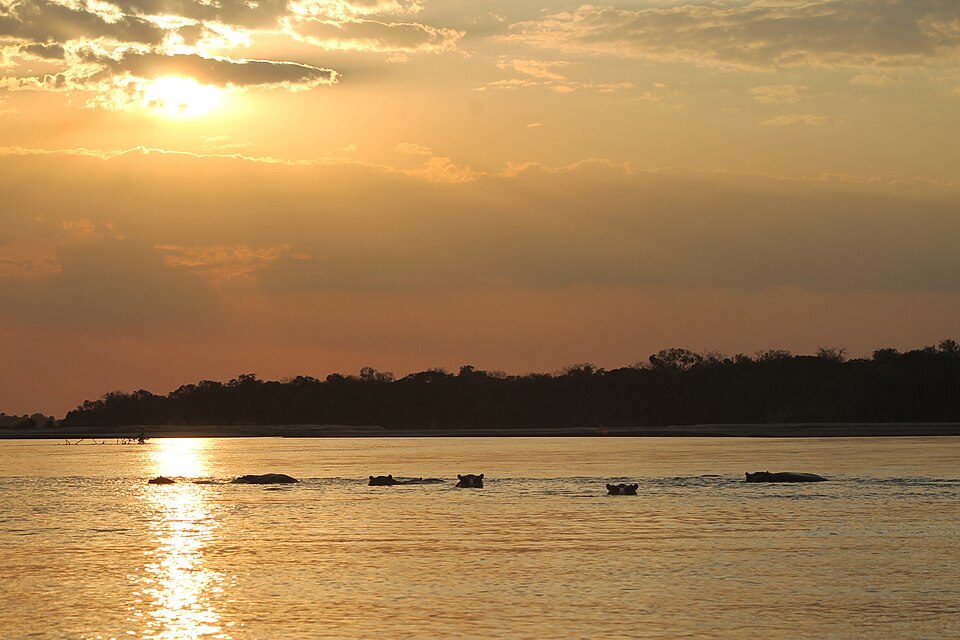Hippos in the Rufiji River, Nyerere National Park