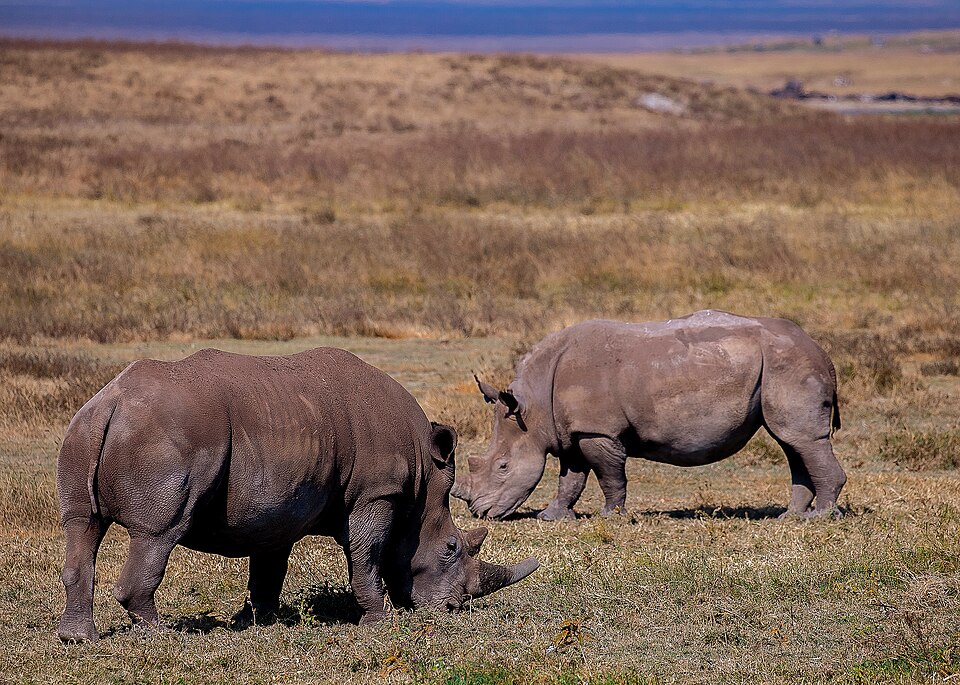 Black rhino on the floor of the Ngorongoro Crater