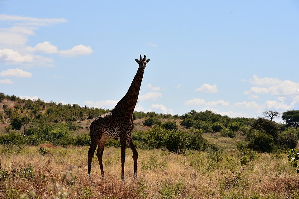 Giraffe in Ruaha National Park