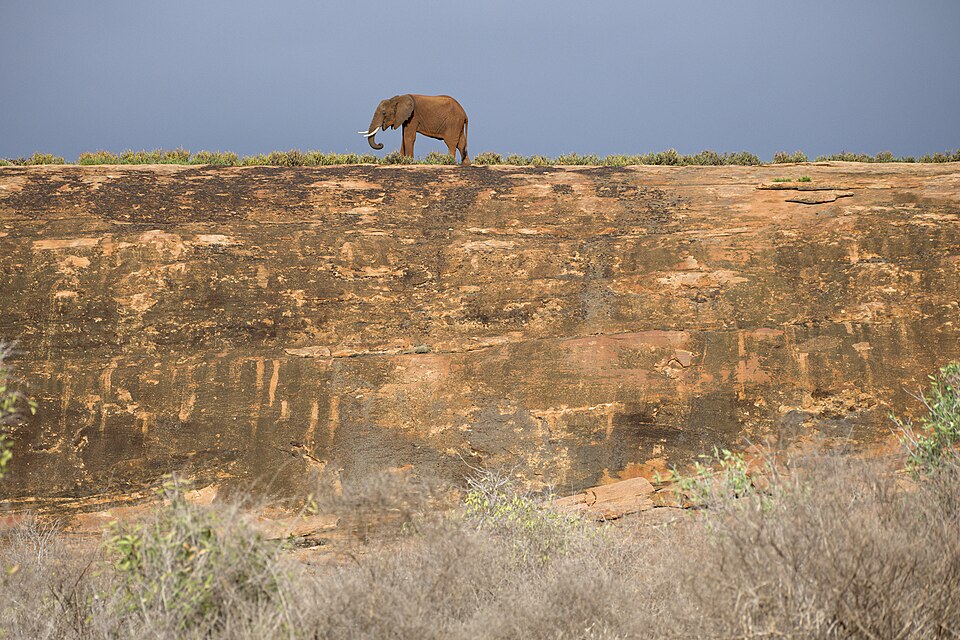 Elephant on Mudanda Rock, Tsavo East